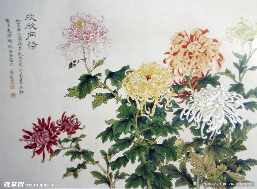 国画 菊花