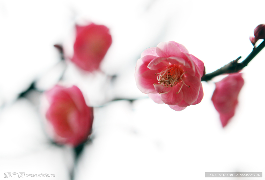 梅花