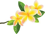 矢量花卉