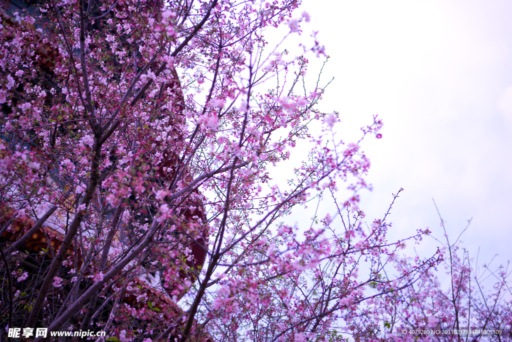 樱花