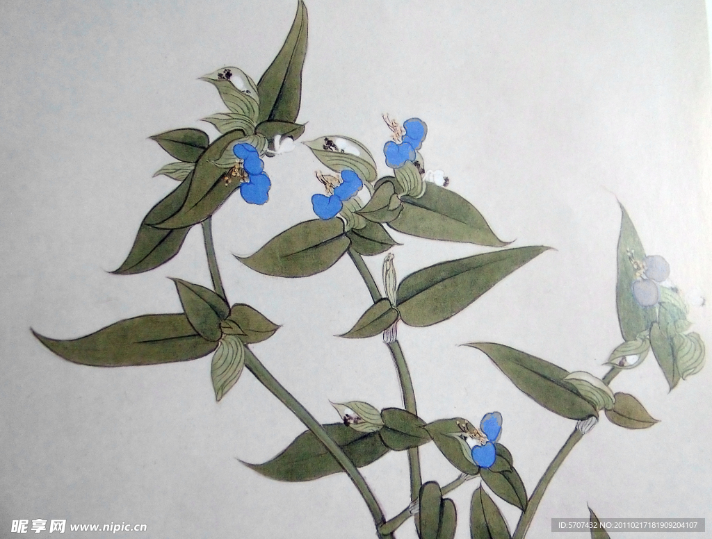 国画 花草