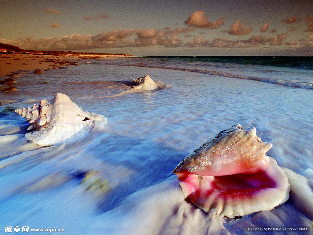 巴哈马沙滩海螺