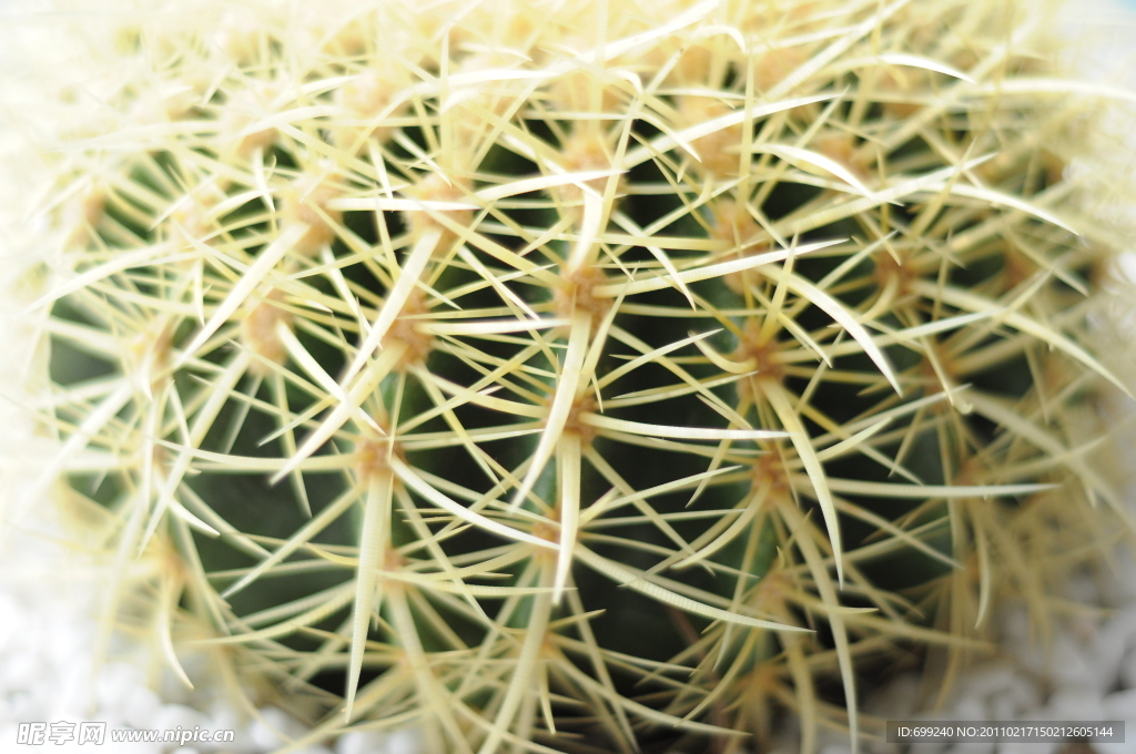 仙人球