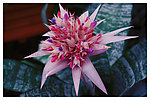 蜻蜓凤梨 Aechmea fascia