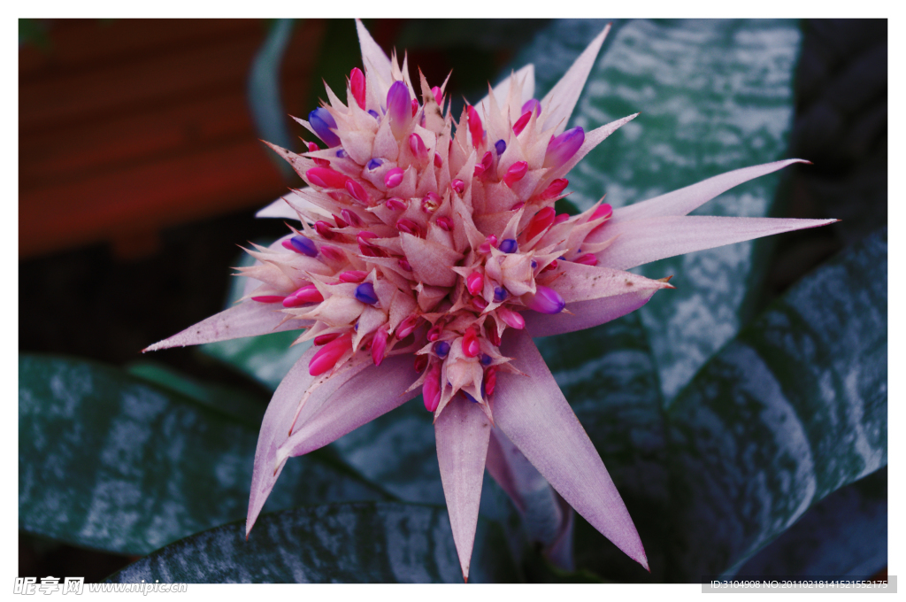 蜻蜓凤梨 Aechmea fascia