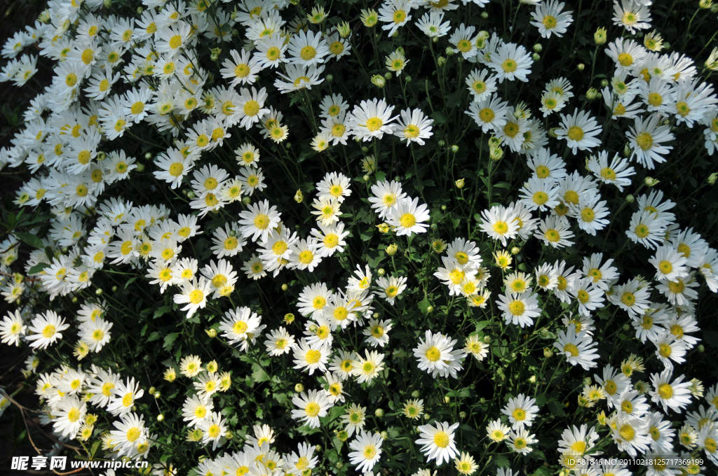 菊花