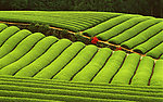 茶园