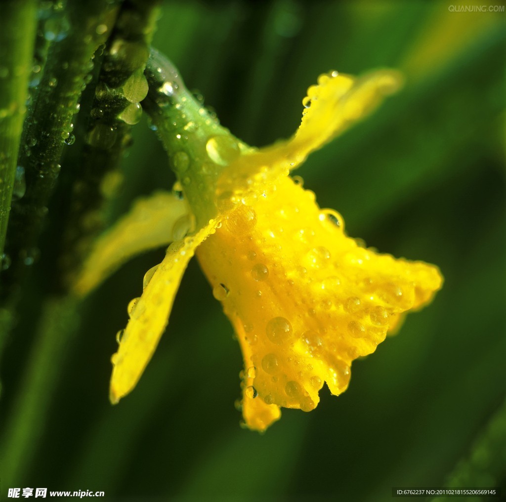 黄瓜花