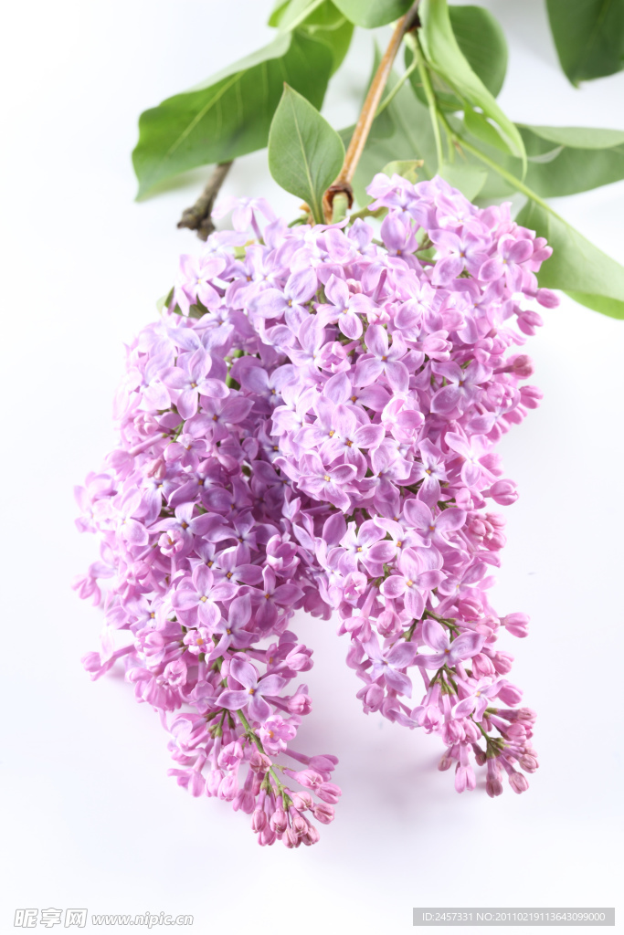 粉色丁香花