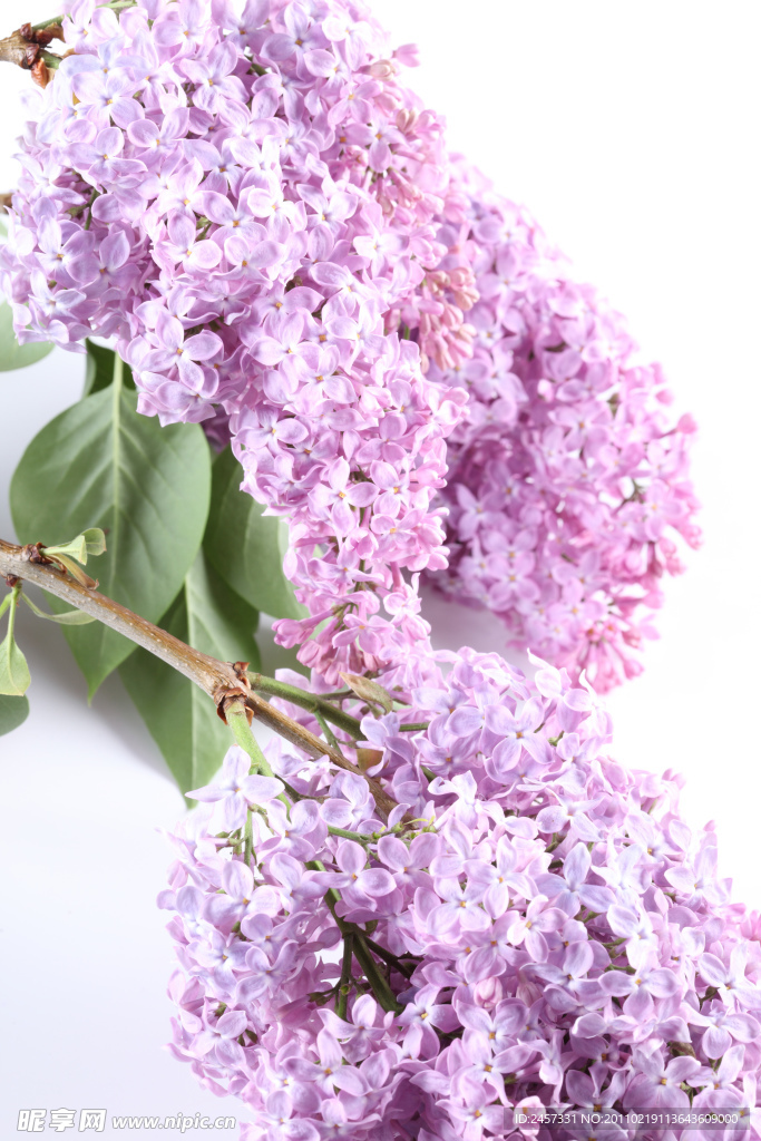 粉色丁香花
