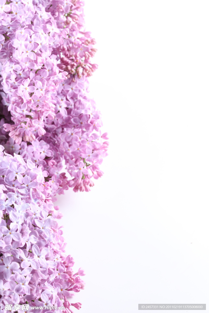 粉色丁香花