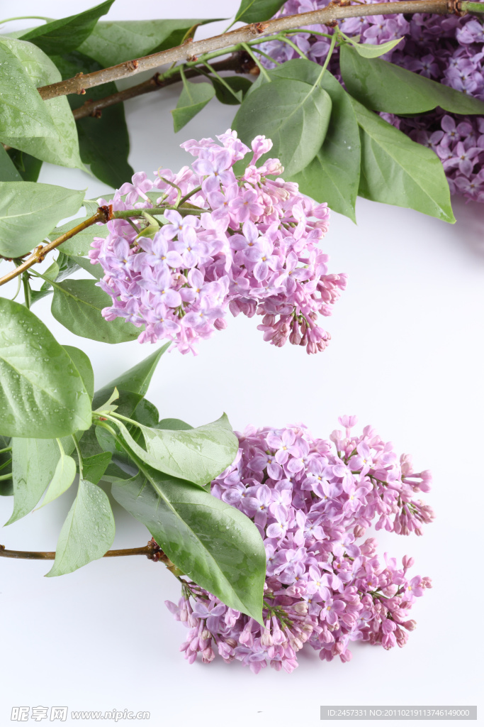 粉色丁香花