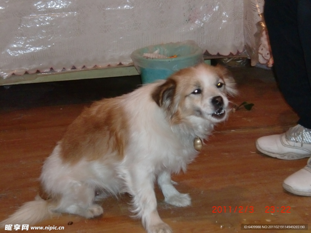狗狗