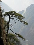松的风采