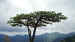 松的风采