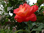月季花