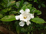 栀子花正面