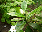 施肥不良的白色栀子花