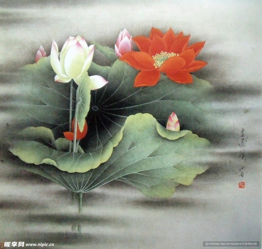 国画 荷花