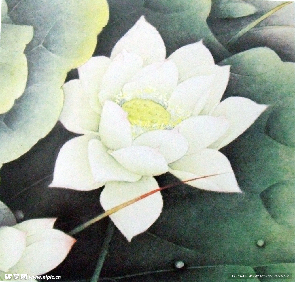国画 荷花
