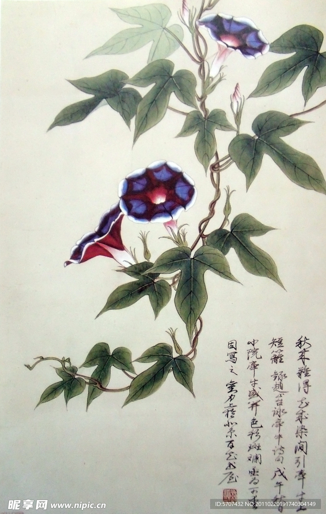 国画 花草 牵牛花