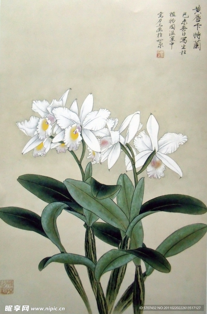 国画 花草