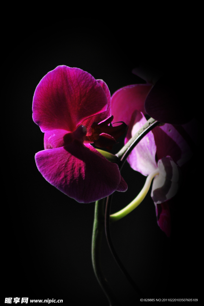 春兰花开