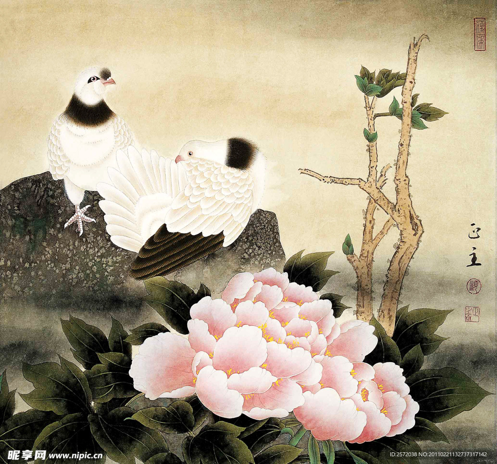 牡丹鸽子