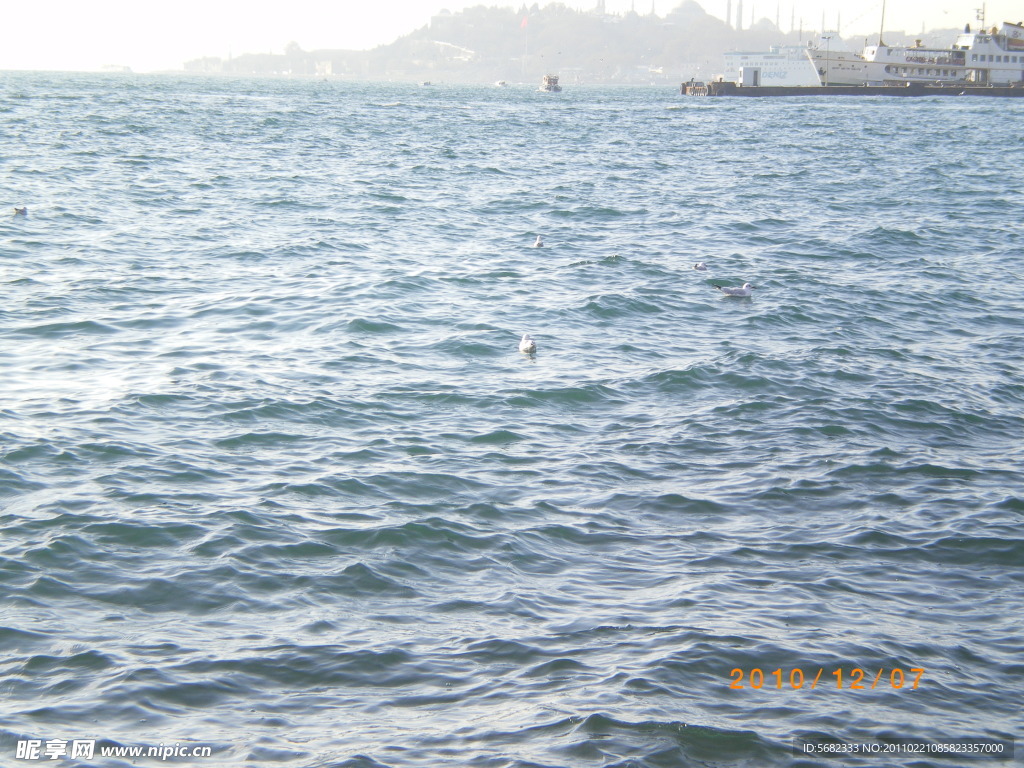 海水海鸥