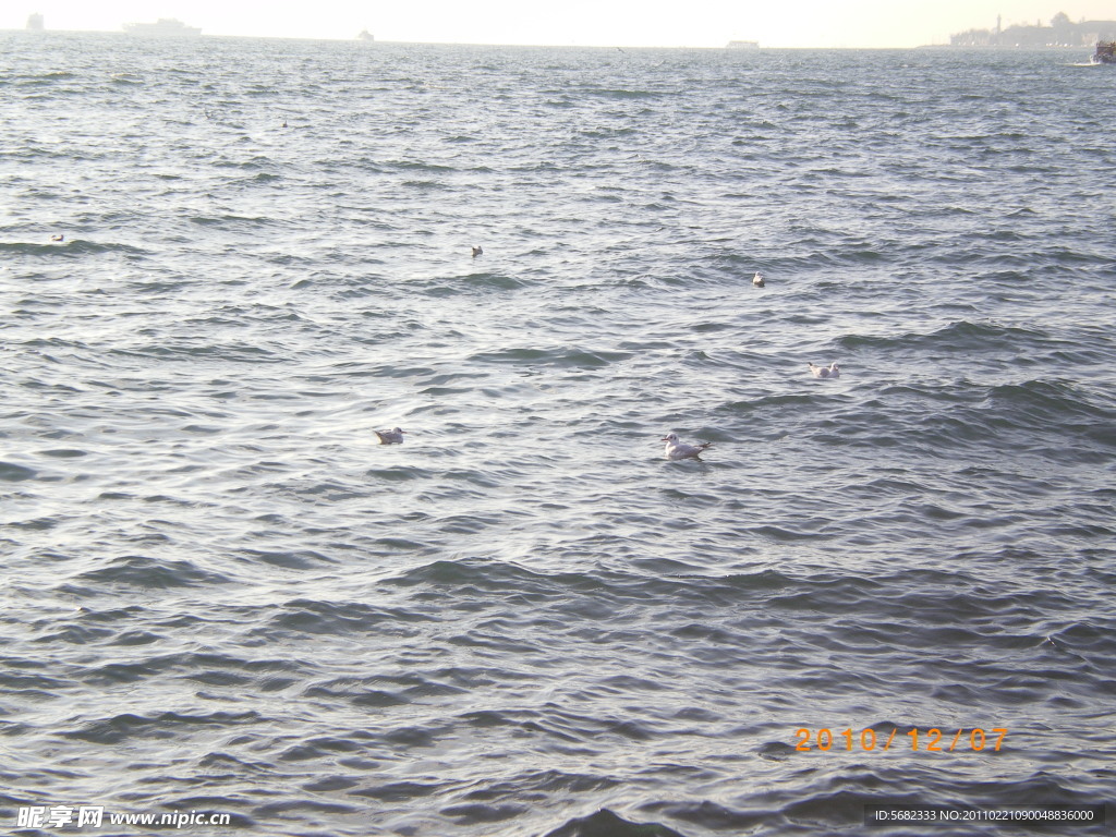 海水海鸥