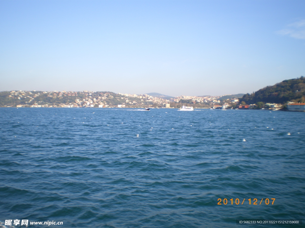 海湾海鸥