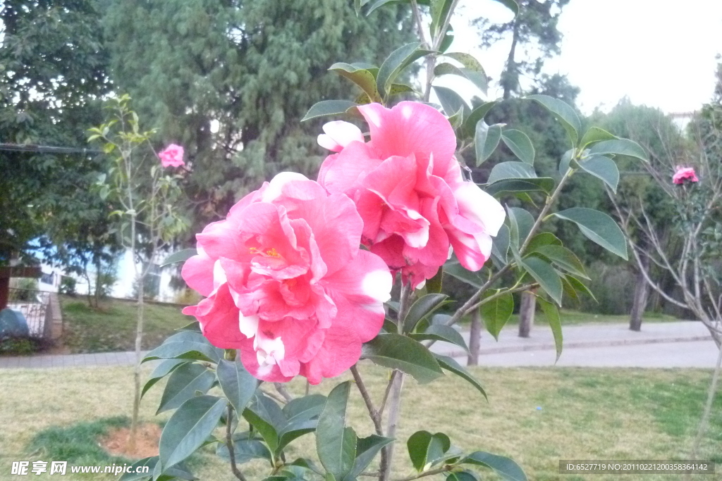 红花 山茶花