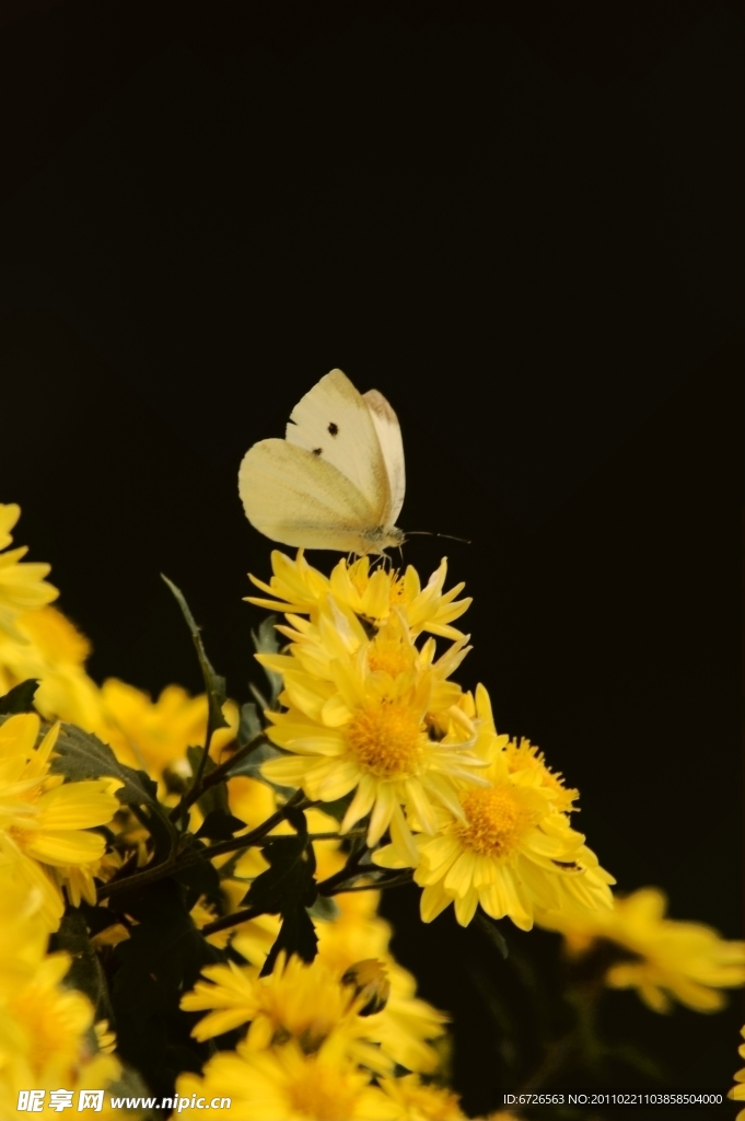 蝶恋花