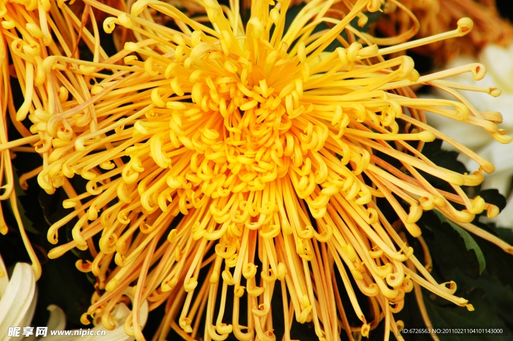 秋菊