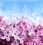 丁香花