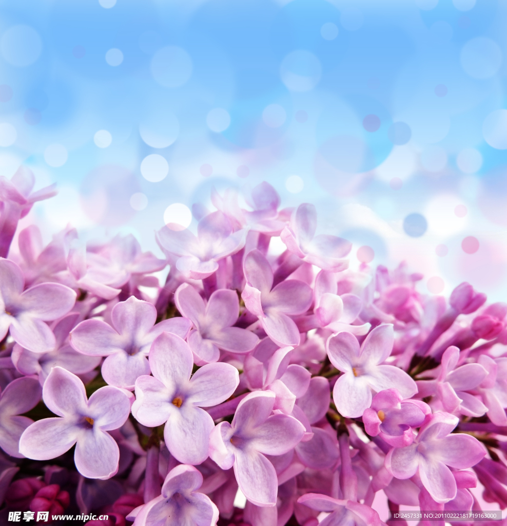 丁香花