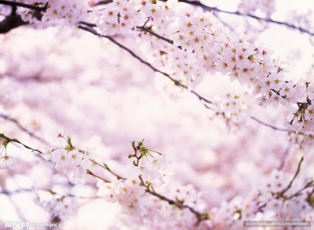 粉色樱花