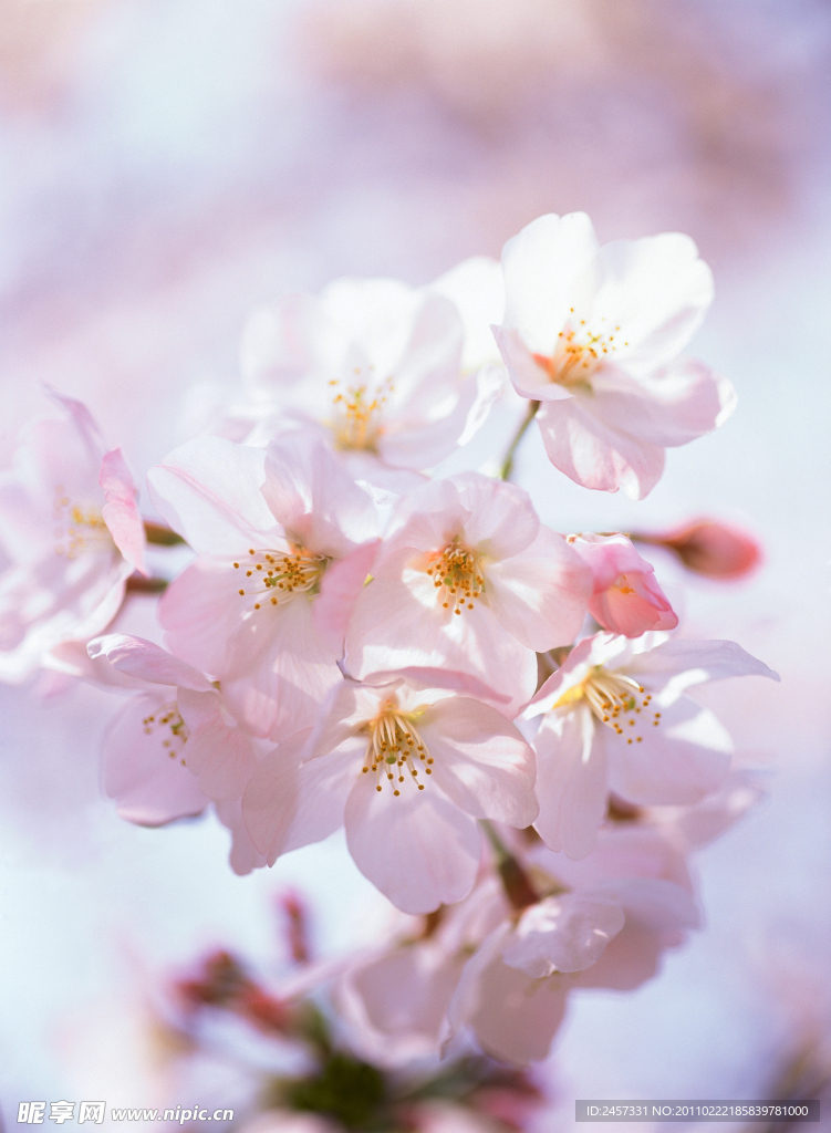 美丽樱花