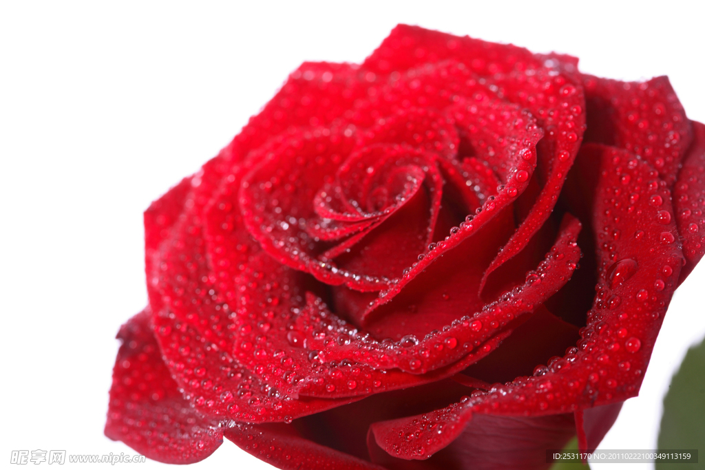 玫瑰花