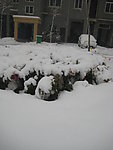 白雪