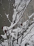 白雪