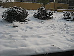 雪景