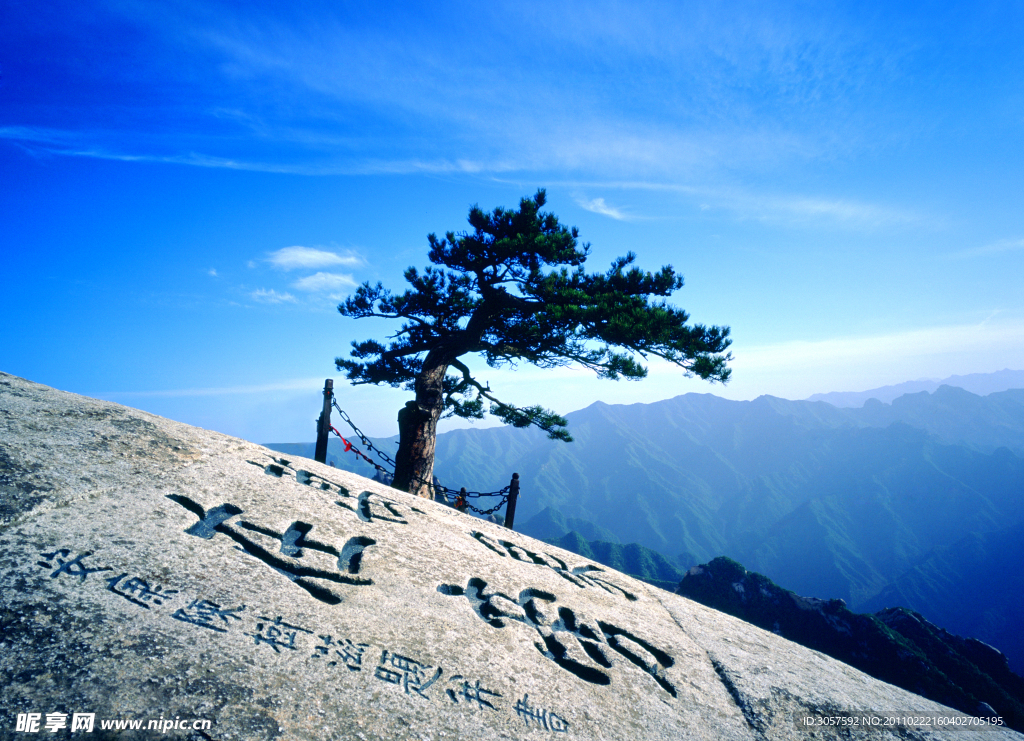 华山一棵松