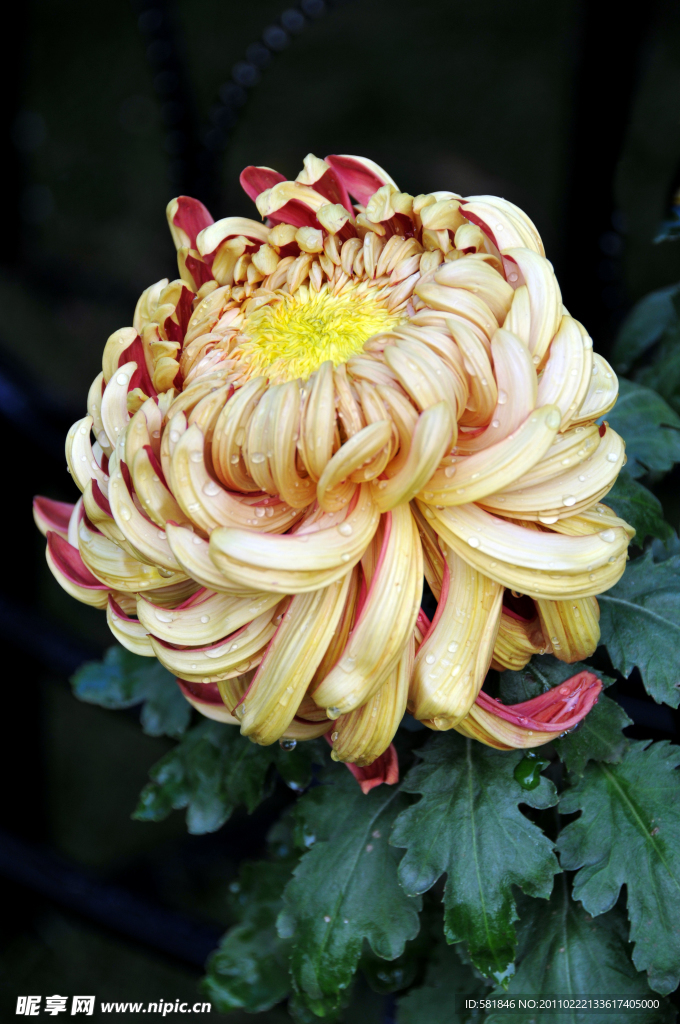 菊花