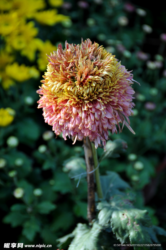菊花