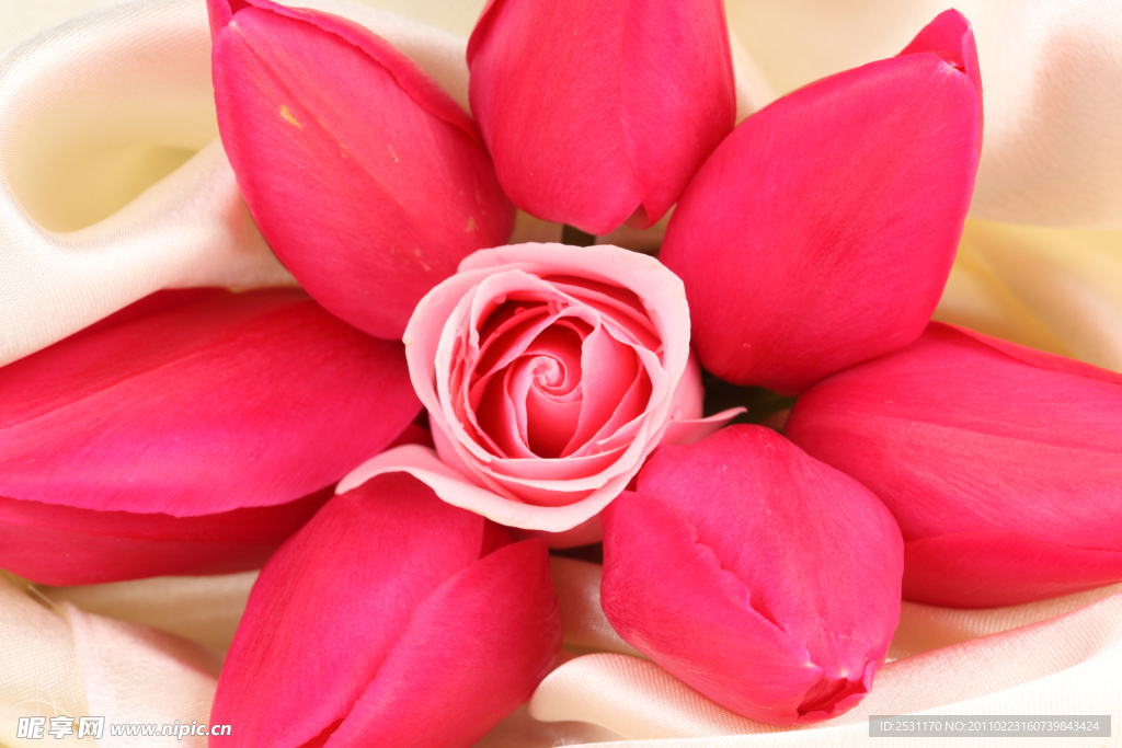 玫瑰花