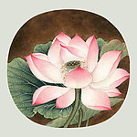红莲花