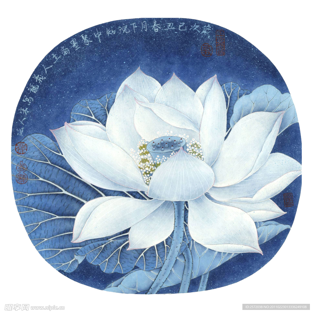 白莲花