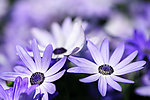 雏菊