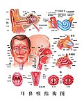 耳鼻喉结构图